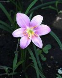 Pokojov� rostliny:  > Zephyranthes (Zephyranthes grandiflora)
