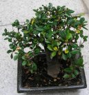 Pokojov� rostliny:  > Zimostr�z (Buxus Harlandii)