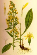 Pokojov� rostliny:  > Zlatob�l obecn� (Solidago virgaurea L.)