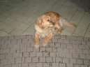 Fotky: Zlat� retr�vr (foto, obrazky)