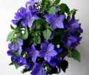 Pokojov� rostliny:  > Zvonek (Campanula isophylla)