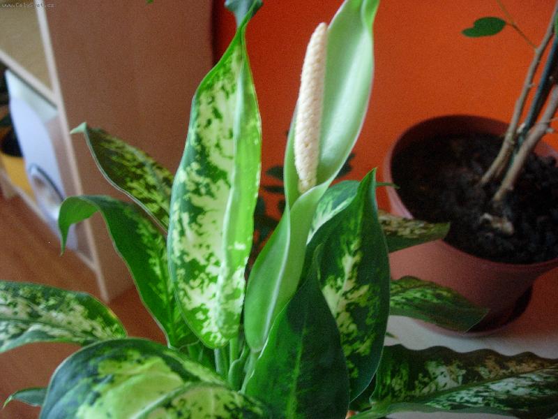 Foto: Diffenbachie-Kvet