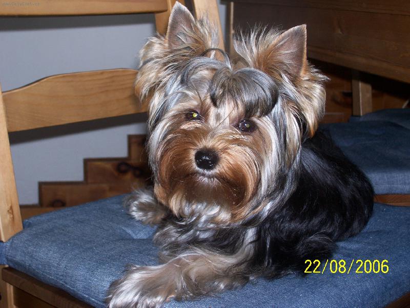 Foto: Bessy