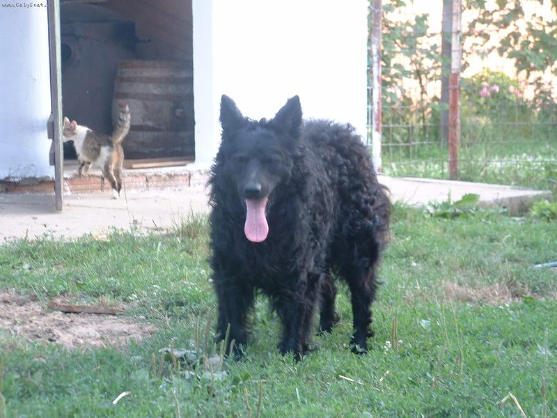 Foto: Garo (Lugar Slavonski Brod)