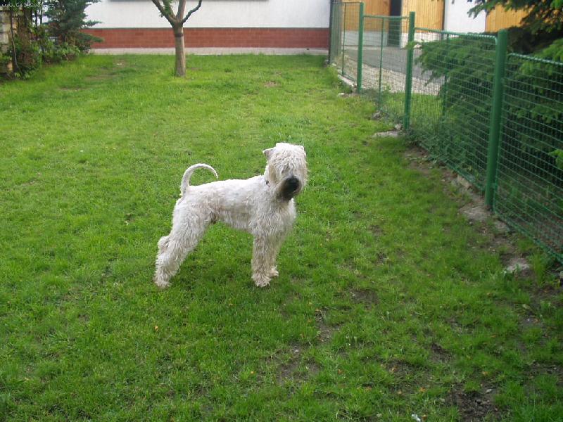 Foto: Figaro-lazebn�k sevillsk�