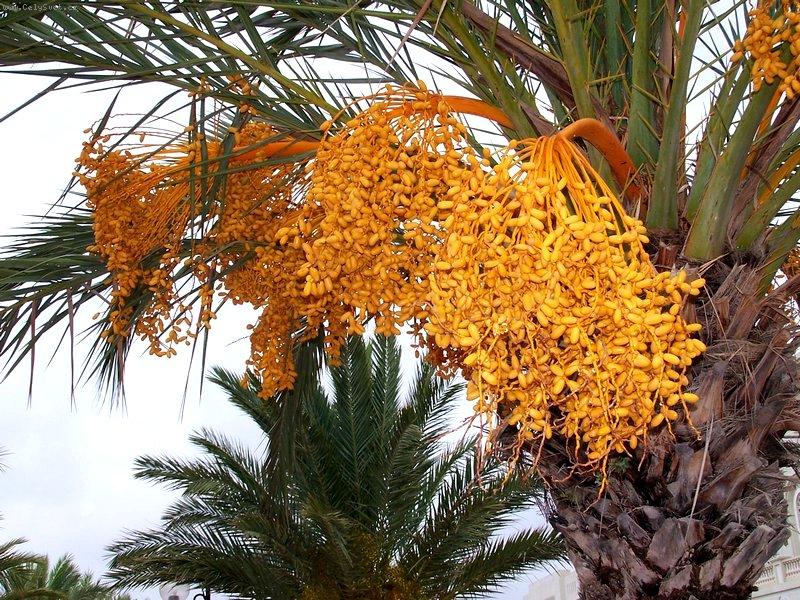 Foto: Datlov� palma 2-Tunisko