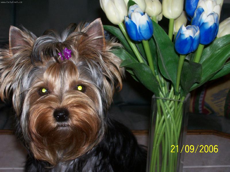 Foto: Bessy