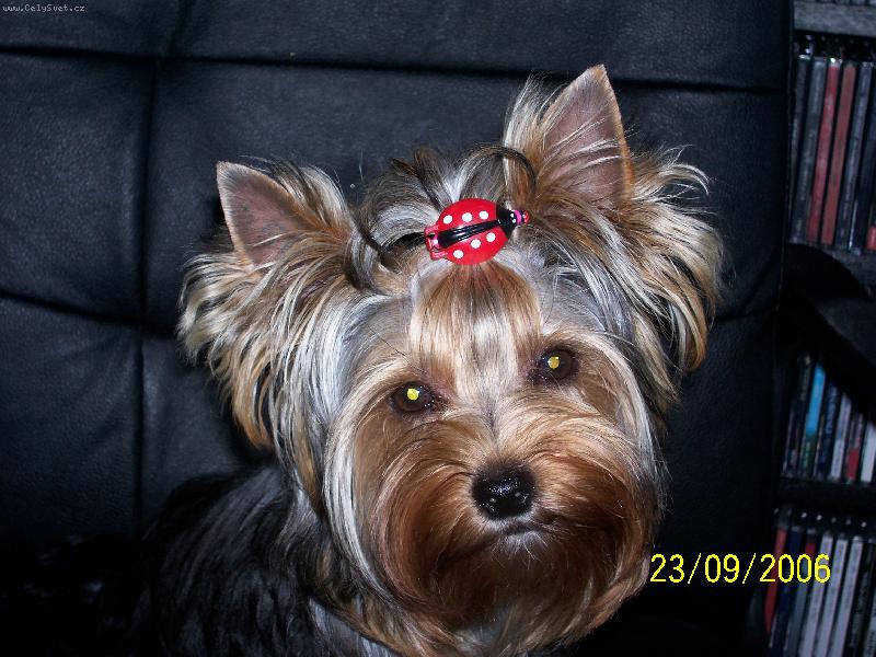 Foto: Bessy