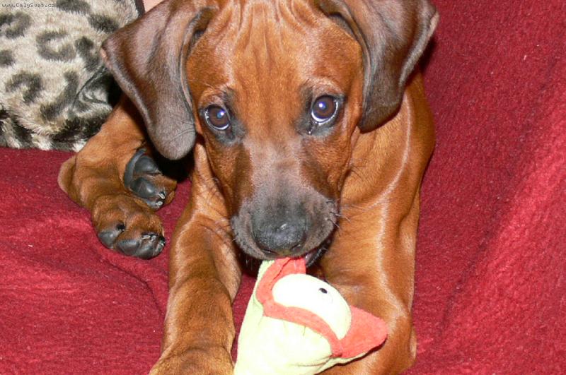 Foto: Banty