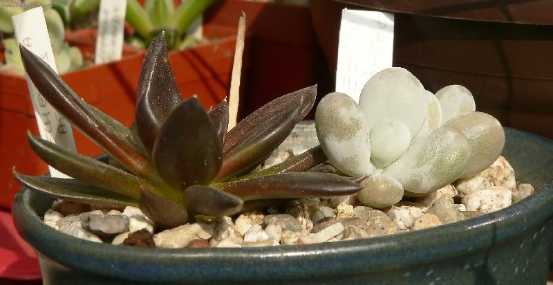 Foto: Echeverie afinis