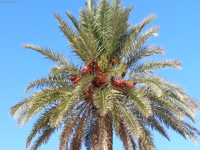 Foto: Palma datlov�-Tunisko - Djerba