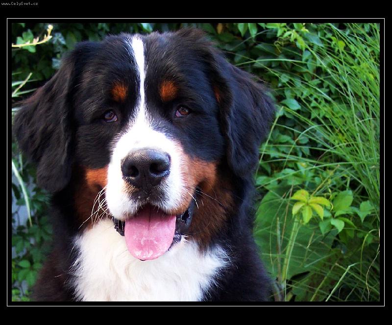 Foto: BERNIE-1 rok