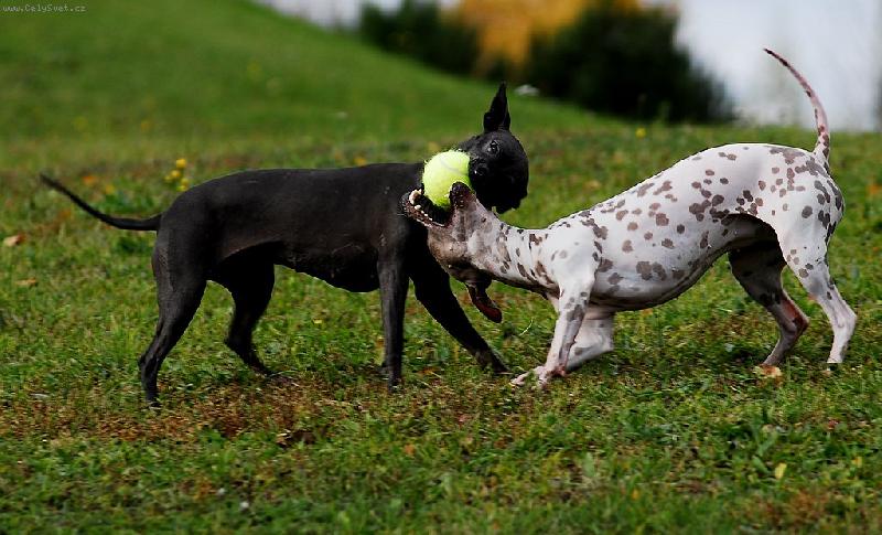 Foto: Kamilka a B�tu�ka