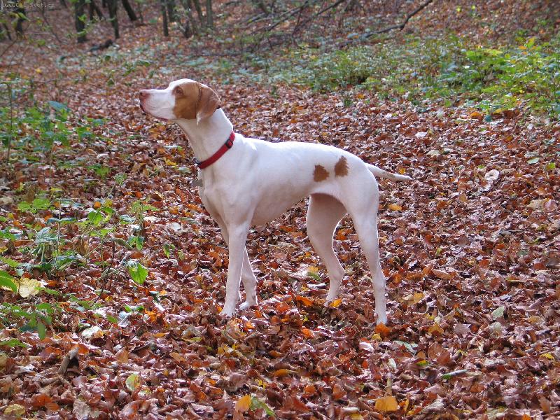 Foto: Allete de l`etang du vert