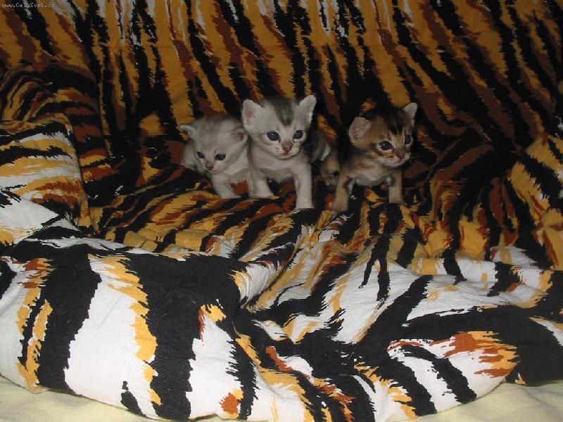 Foto: Burmill� miminka