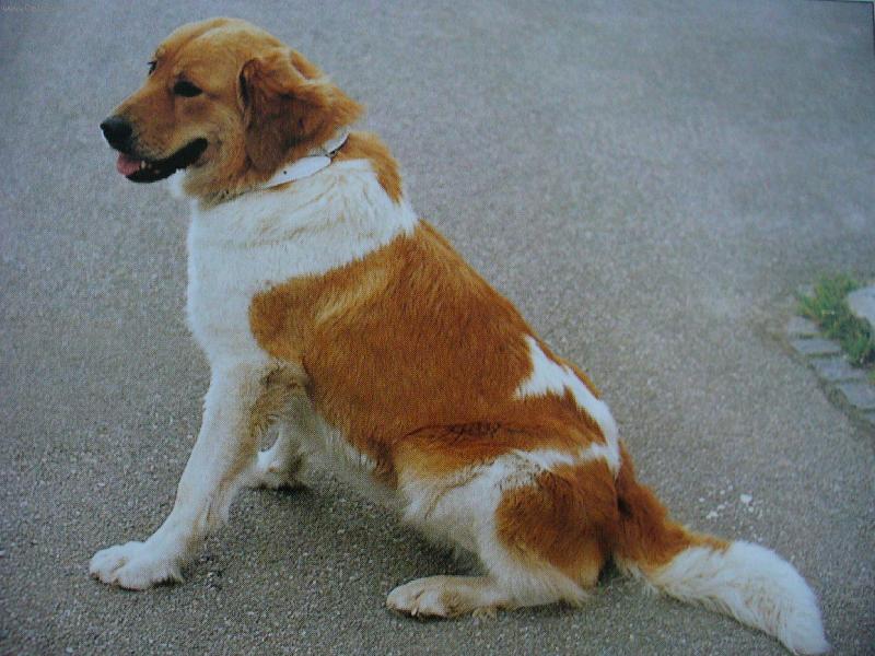 Foto: �esk� horsk� pes