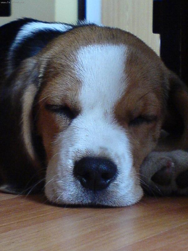 Foto: Chico