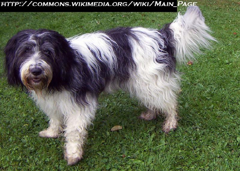 Foto: Holandsk� ov��ck� pudl