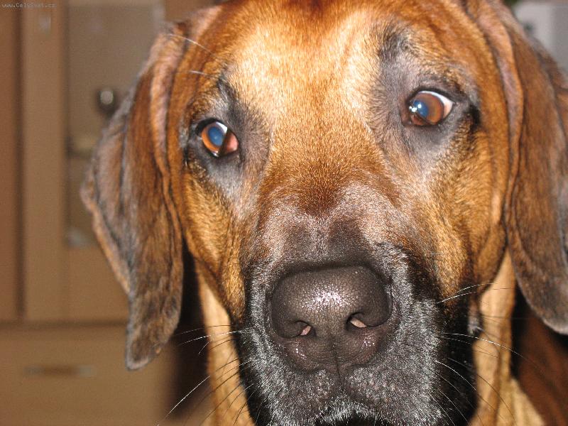 Foto: Barnie