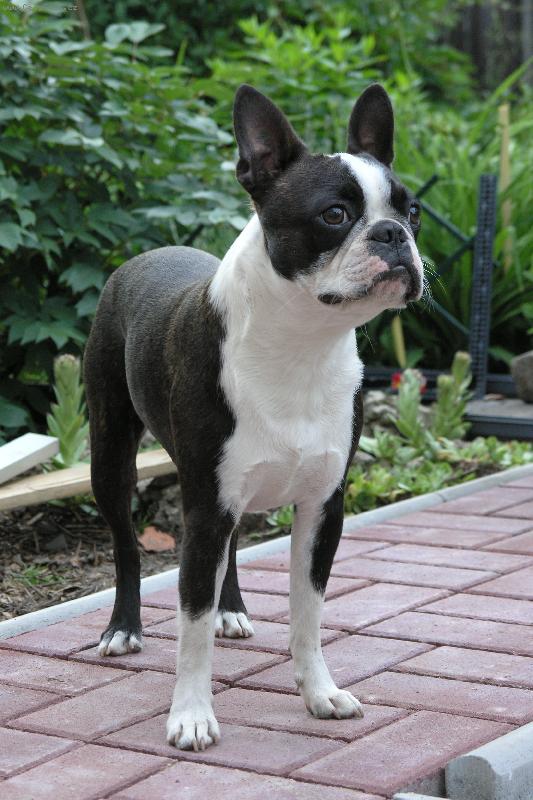 Foto: Bert�k za Ml�nem-Bert�k na zahrad�.