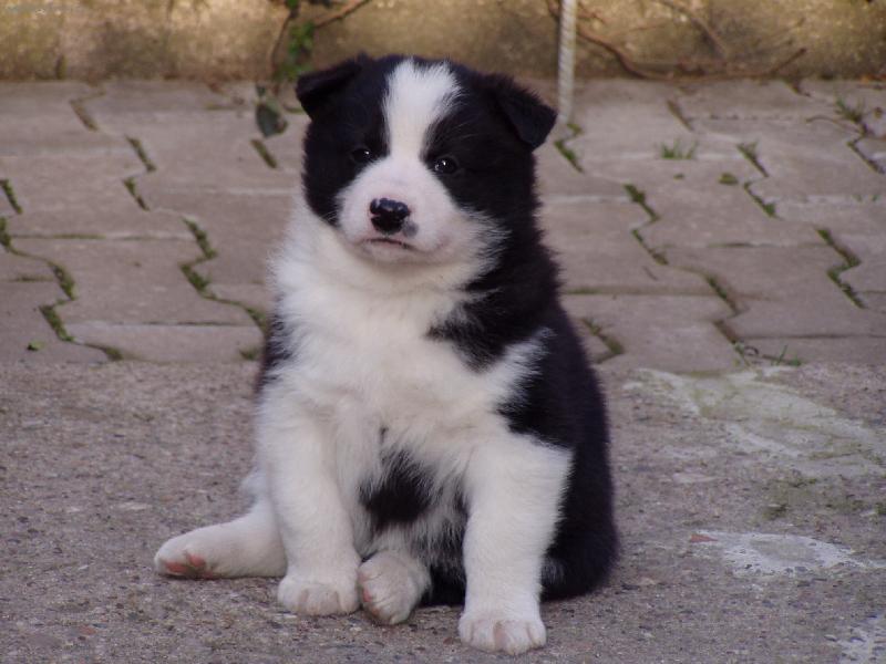 Foto: chovn� stanice Assi Kavon