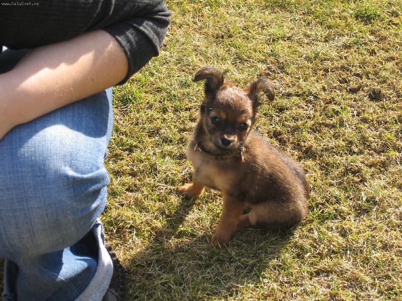 Foto: Rusk� toy-Tinka