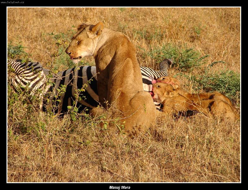 Foto: Zebra se lvama