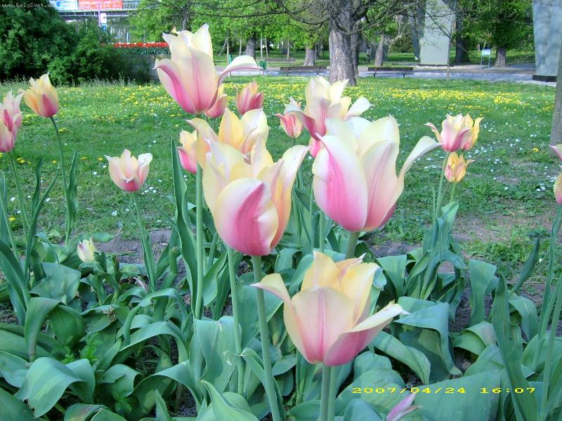 Foto: tulip�ny-z  proch�zky