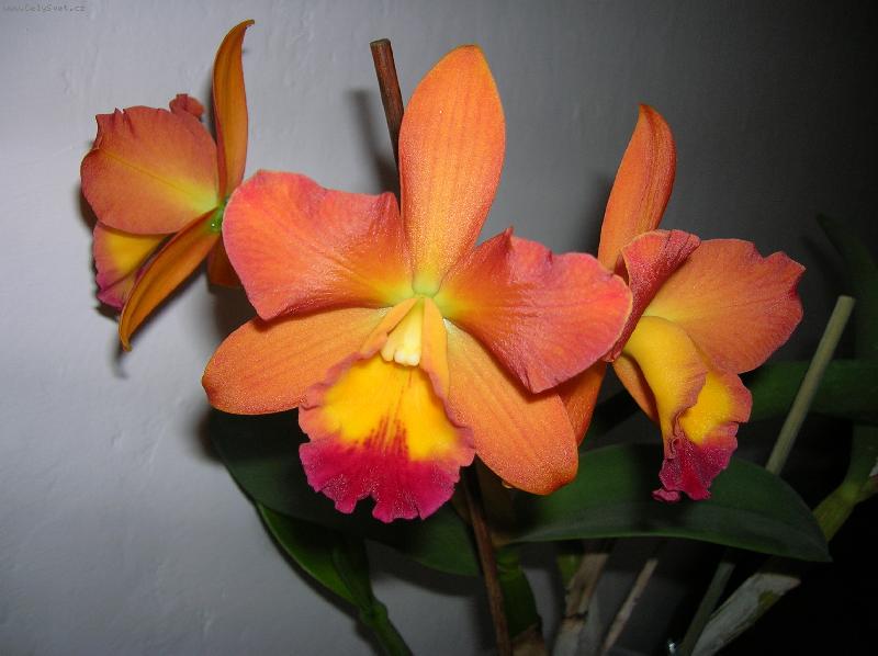 Foto: Potinara Thi-Ti