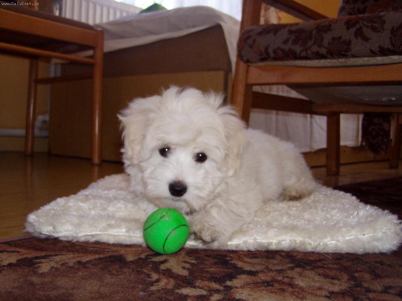 Foto: Teddy