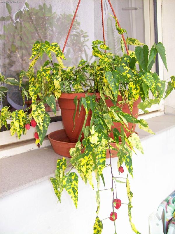 Foto: m�j nov� objev