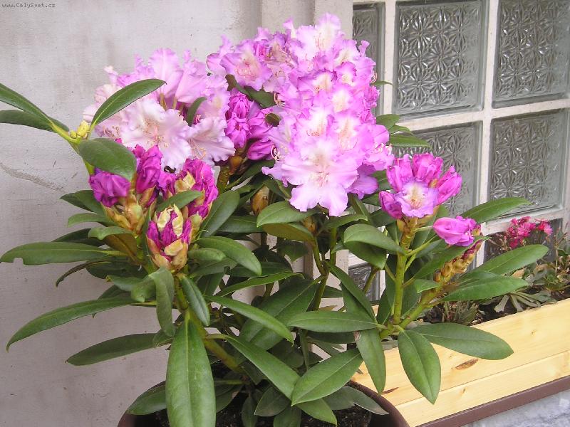 Foto: nov� �lovek