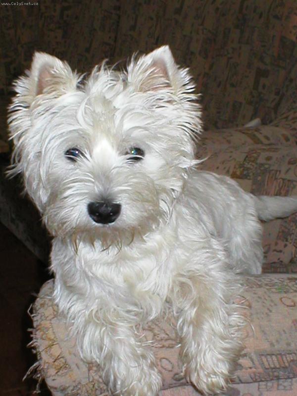Foto: J� jsem Max