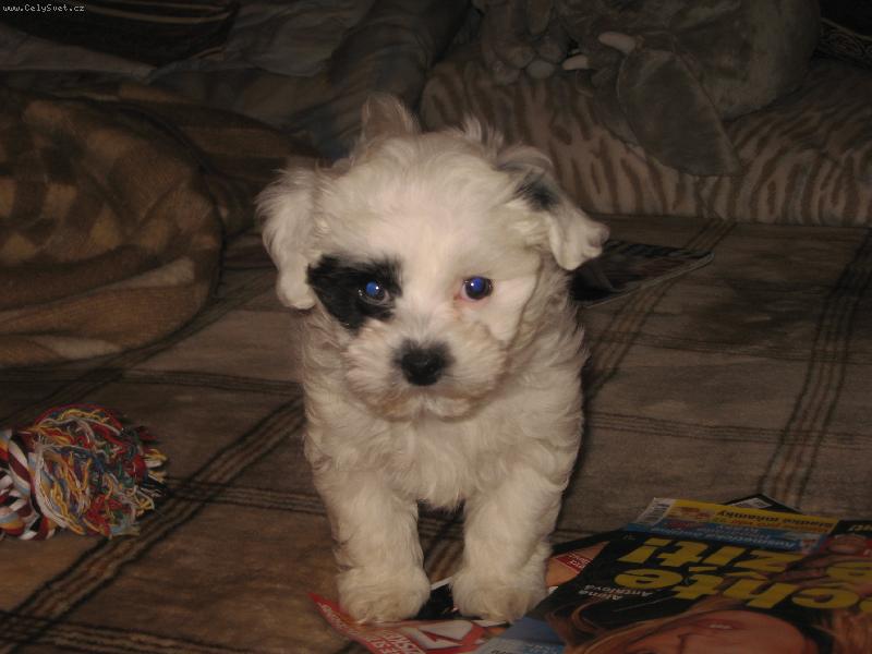 Foto: Izzie