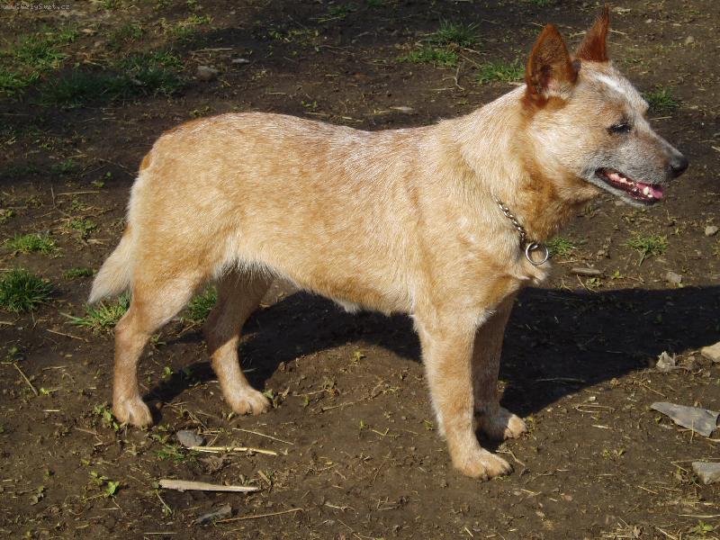 Foto: Australsk� hon�ck� pes-Aussie Balmoral Moravia