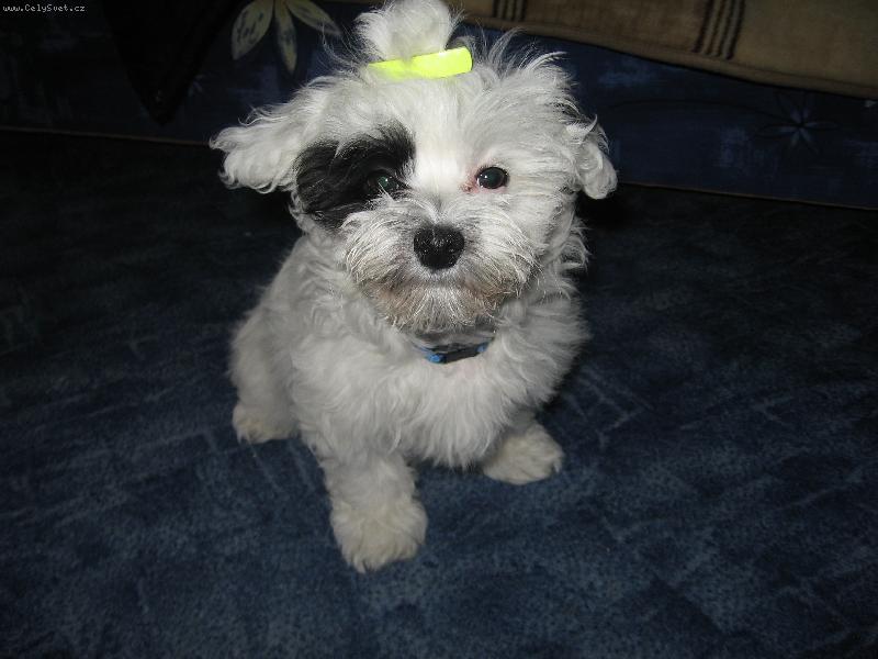 Foto: Izzie