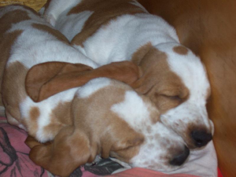 Foto: Lupo a Aika