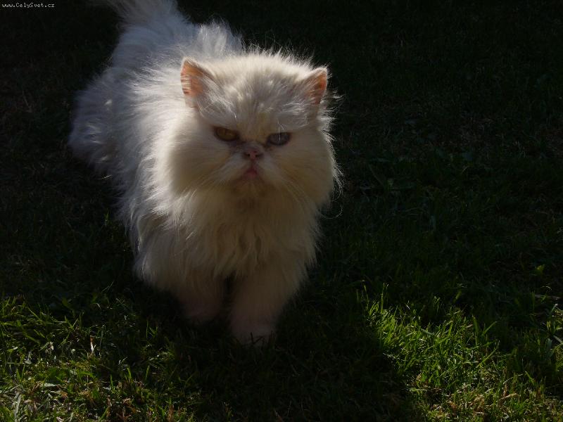Foto: Per�anka