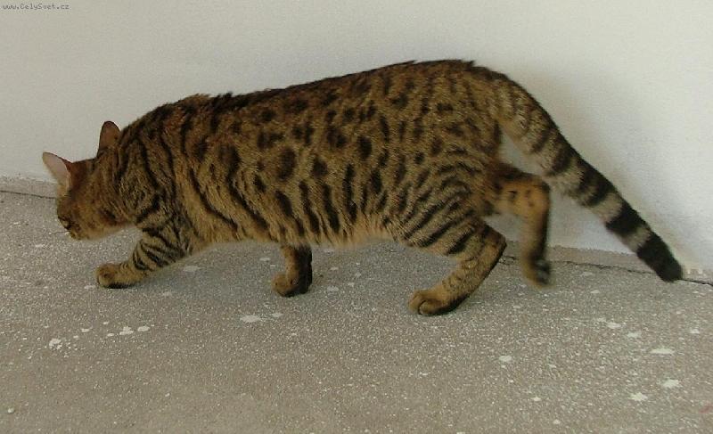 Foto: Savanov� ko�ka Blossom (F4)