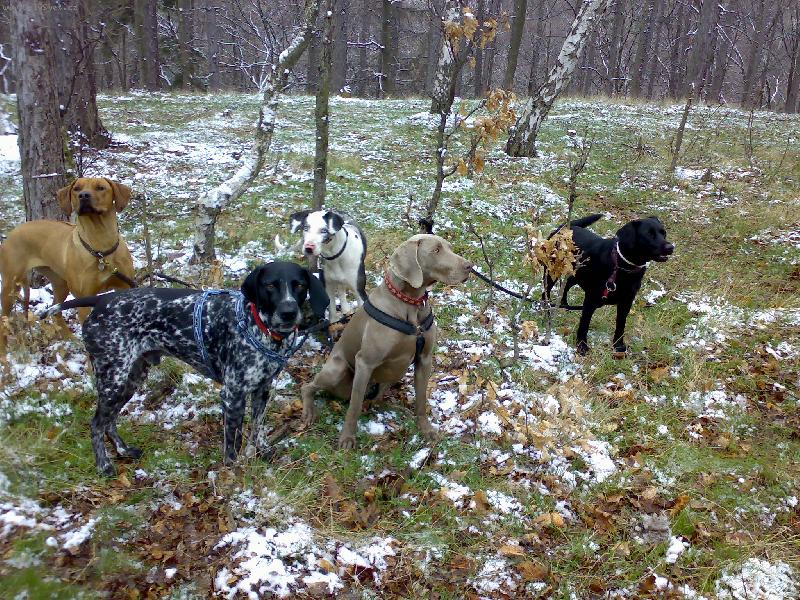 Foto: Dyk a jeho har�m..