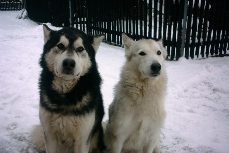 Foto: Nokki a Kimi
