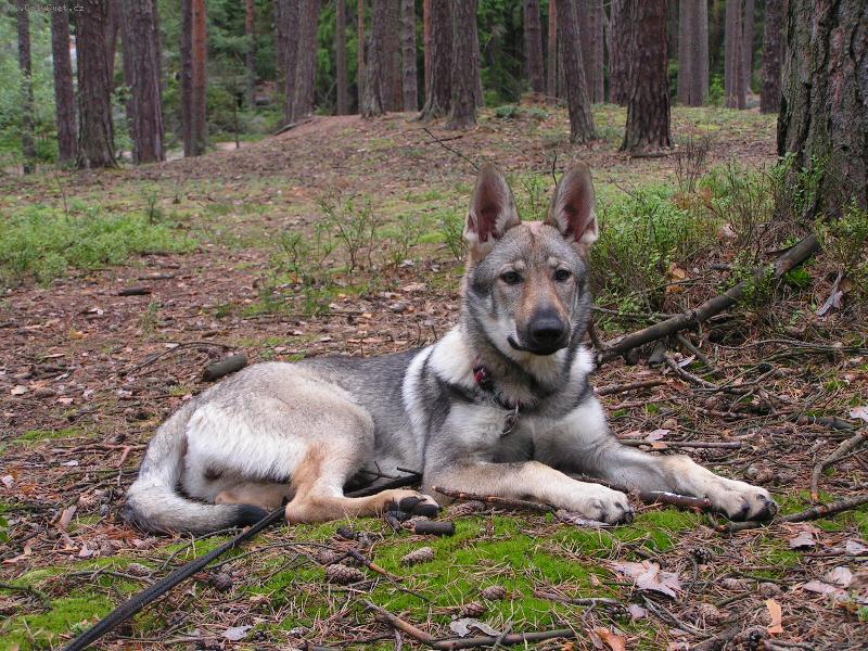 Foto: Annie z Hol�tejna