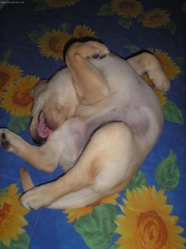 Foto: Mulo mal�-7 t�dnu