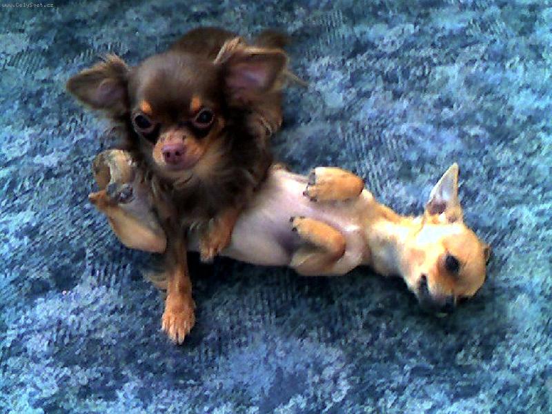 Foto: �k�dlen� 2