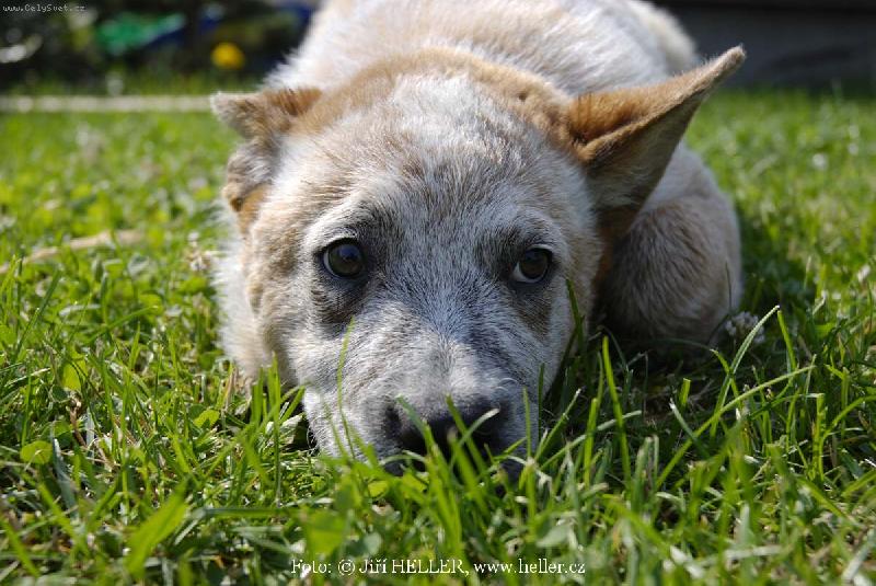 Foto: Ausie 04-Australsk� hon�ck� pes