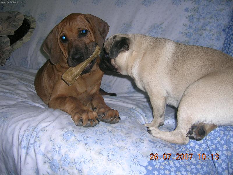 Foto: ch.st.Tosa Centrum-Asami a Frideri�ka