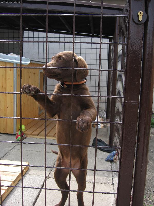 Foto: Henrietta Harmonny-st��� 3 m�s�ce