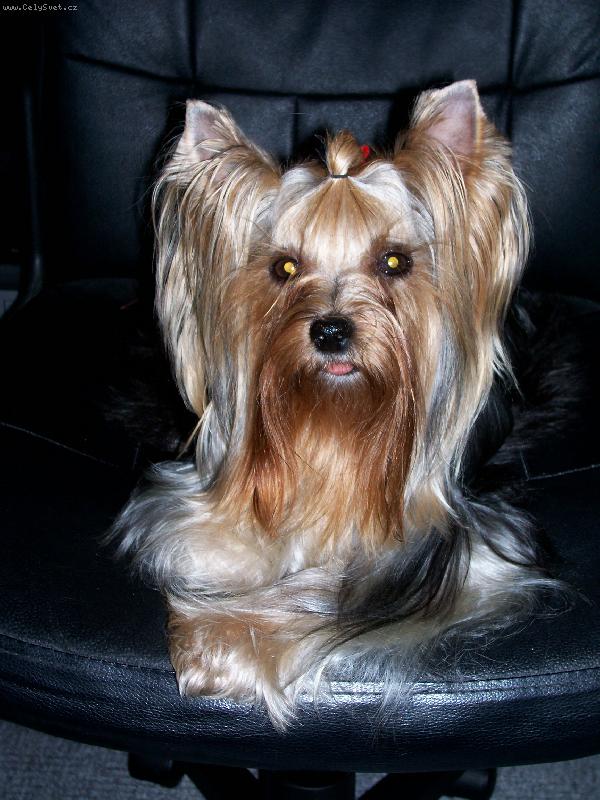 Foto: Bessy-www.jork-bessy.estranky.cz