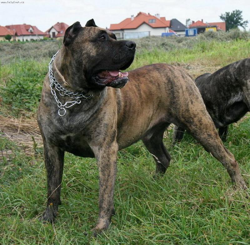 Foto:  Bicho from Guanchos kennel