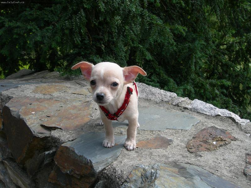 Foto: Fanda-Na vyhl�dce